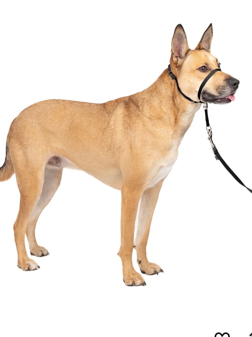 Petsafe Gentle Leader Headcollar Black Head Halter for Dogs - Large